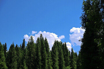 trees in the mountains