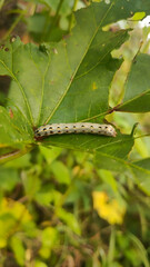 caterpillar on the  green leaf with green leafy background 