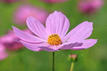 Obraz premium 秋晴れの空の下、咲き誇るくコスモス