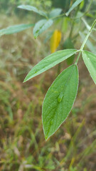 water droplet on the green leaf with brownish green background 