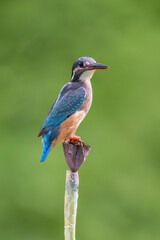 kingfisher on a branch