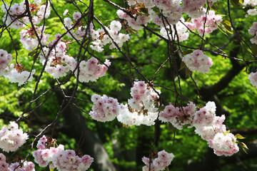 왕벗꽃이 만발한 개심사의 봄