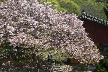 왕벗꽃이 만발한 개심사의 봄