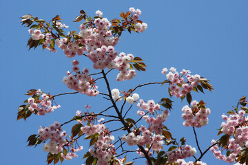 왕벗꽃이 만발한 개심사의 봄