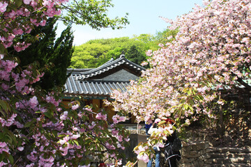 왕벗꽃이 만발한 개심사의 봄