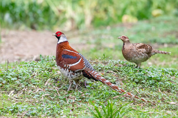 rooster in the grass