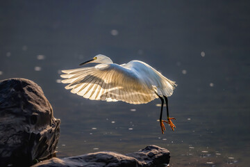 great blue heron ardea cinerea