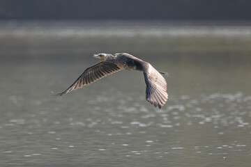 seagull flying in the sky