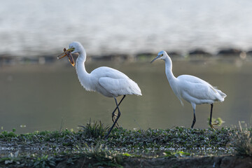 great blue heron ardea cinerea