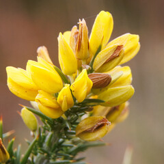 Tojo com nome cientifico (Ulex europaeus). Tambem conhecido por Carqueija. É um arbusto florido e espinhoso que pode ser usado como cerva viva protetora.