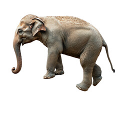 Obraz premium Elephant standing on a ball side view isolated on white background.