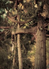 trees in the forest with interlocking branches