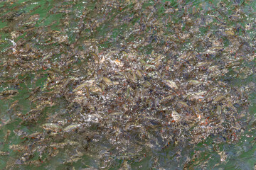 There are many freshwater fish. Many types of fish are grouped, competing for food. They are very colorful. This picture was taken in Myanmar during the rainy season.