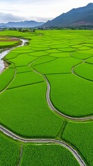 Fototapeta premium Lush Green Rice Terraces Scenic Asian Landscape Agriculture Farming