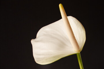 Jarro com o nome cientifico (Zantedeschia aethiopica). Planta ornamental captada com um fundo...