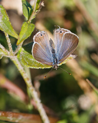 Obraz premium Lampides boeticus, É uma espécie de borboleta. Borboleta castanha com tons de azul ao centro pousado numa planta.