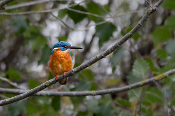 Kingfisher on a green tray by the water, Alcedo atthis