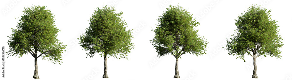 Poster four trees are shown in a row, each with a different size and shape on transparent background.3d ren