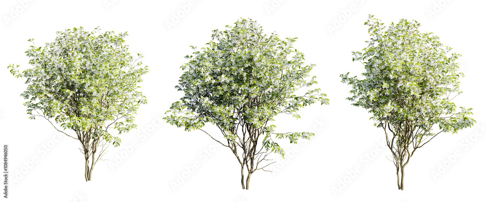Poster three trees are shown in a row, all of which are green and leafy on transparent background.3d render