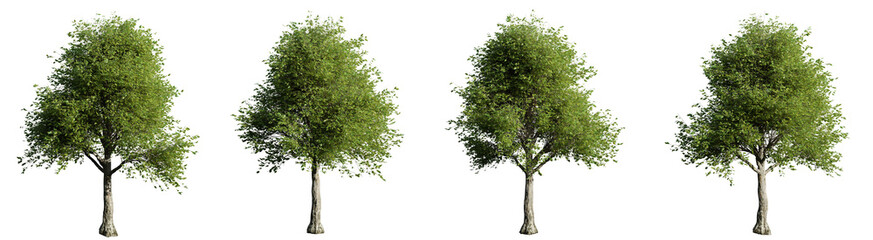 Four trees are shown in a row, each with a different size and shape on transparent background.3d rendering