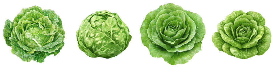 Fototapeta premium Flat style illustration of lettuce isolated on white background. Collection Set Png.