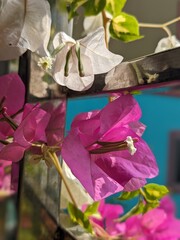 Baganbilash flower 