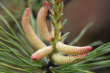 소나무 꽃 송화