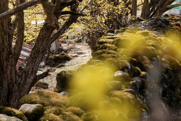 봄 꽃 구례 산수유 꽃