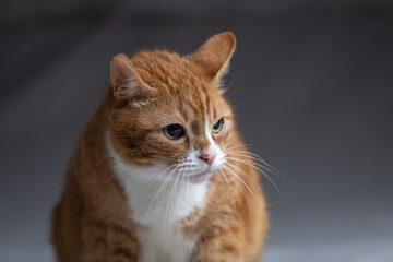 Studio portrait of a beautiful ginger domestic cat.