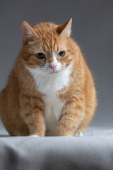 Studio portrait of a beautiful ginger domestic cat.