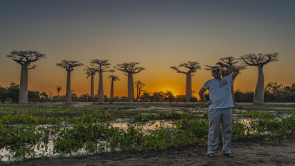 A beautiful sunset on the alley of baobabs. Silhouettes of giant trees against the evening sky, illuminated in orange. A man stands by a pond with water lilies, raised his hand above his head. 