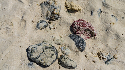 The seabed was exposed at low tide. Stones and fragments of red coral are scattered on the wet sand. Top view. Close-up. Madagascar