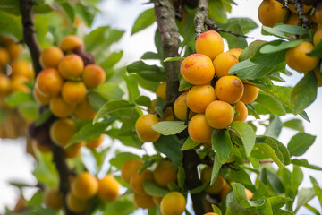 Les mirabelles de Lorraine , gros plan sur les fruits bien mûrs entre les feuilles dans un arbre, mirabelle est une espèce de prune bien jaune spécifique à la région , un produit du terroir.