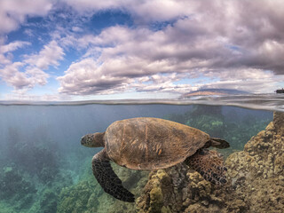 Maui Turtle Headed Left