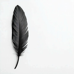 Elegant Black Feather on a Minimalist White Surface, Perfect for Nature-Themed Designs and Artistic Projects Reflecting Grace and Simplicity