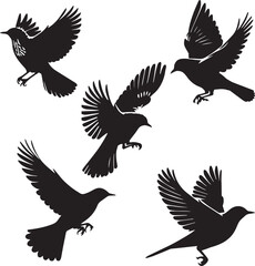 Obraz premium song thrush flying, black and white silhouette set 
