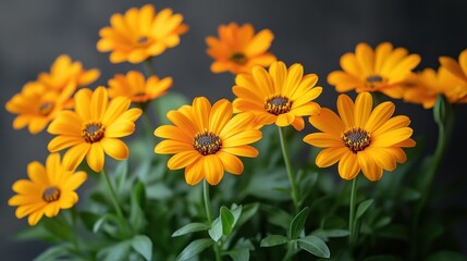 Vibrant orange daisies in full bloom.