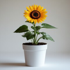 Obraz premium Single sunflower in white pot.