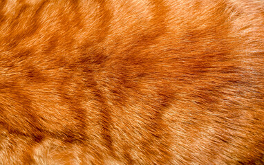 Orange fur