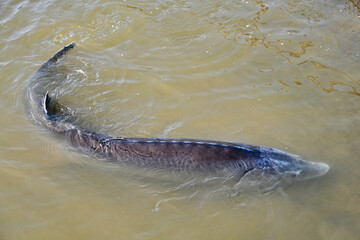 Big beluga fish on a sturgeon farm