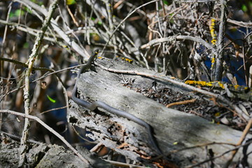 Wild grass snake crawling up a tree trunk