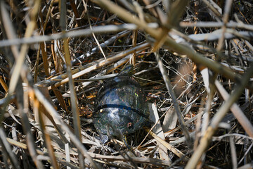 Spotted turtle runs through reeds bushes