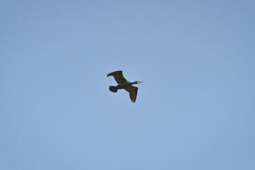 Black cormorant flies over the Volga River delta