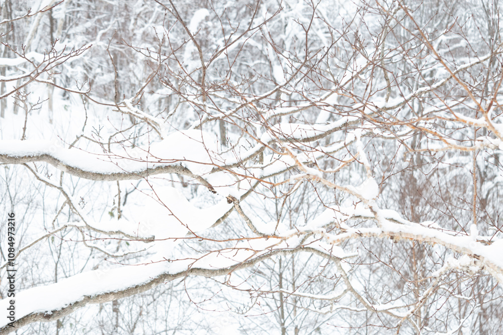Wall mural a tangle of birch tree branches covered in ice and snow in winter