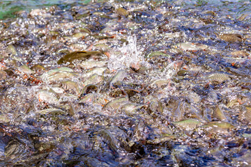 A close-up photo of fish fighting for food in the water, without focus. Suitable for various types of backgrounds.