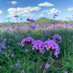 Field of flowers, Verbena flower