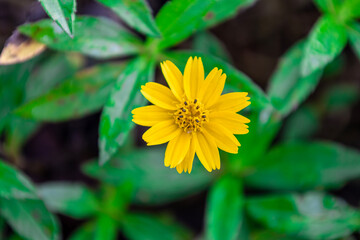 The flower (Sphagneticola trilobata, Wedelia trilobata), commonly known as Widelia or trilobata flower, has beautiful yellow flowers and bright green leaves. This photo was taken in Myanmar.