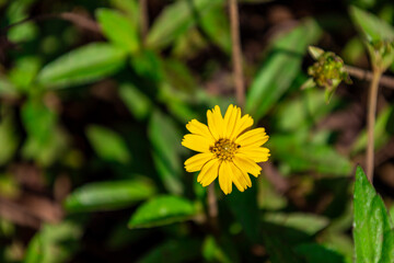 The flower (Sphagneticola trilobata, Wedelia trilobata), commonly known as Widelia or trilobata flower, has beautiful yellow flowers and bright green leaves. This photo was taken in Myanmar.