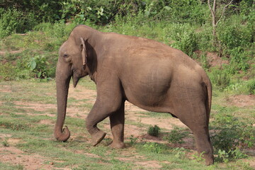 Fototapeta premium Asian Elephants 