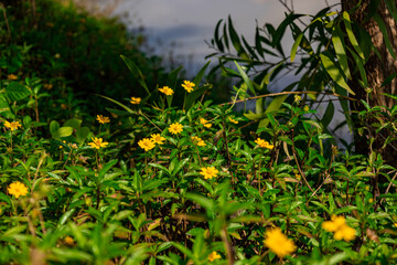 The flower (Sphagneticola trilobata, Wedelia trilobata), commonly known as Widelia or trilobata flower, has beautiful yellow flowers and bright green leaves. This photo was taken in Myanmar.